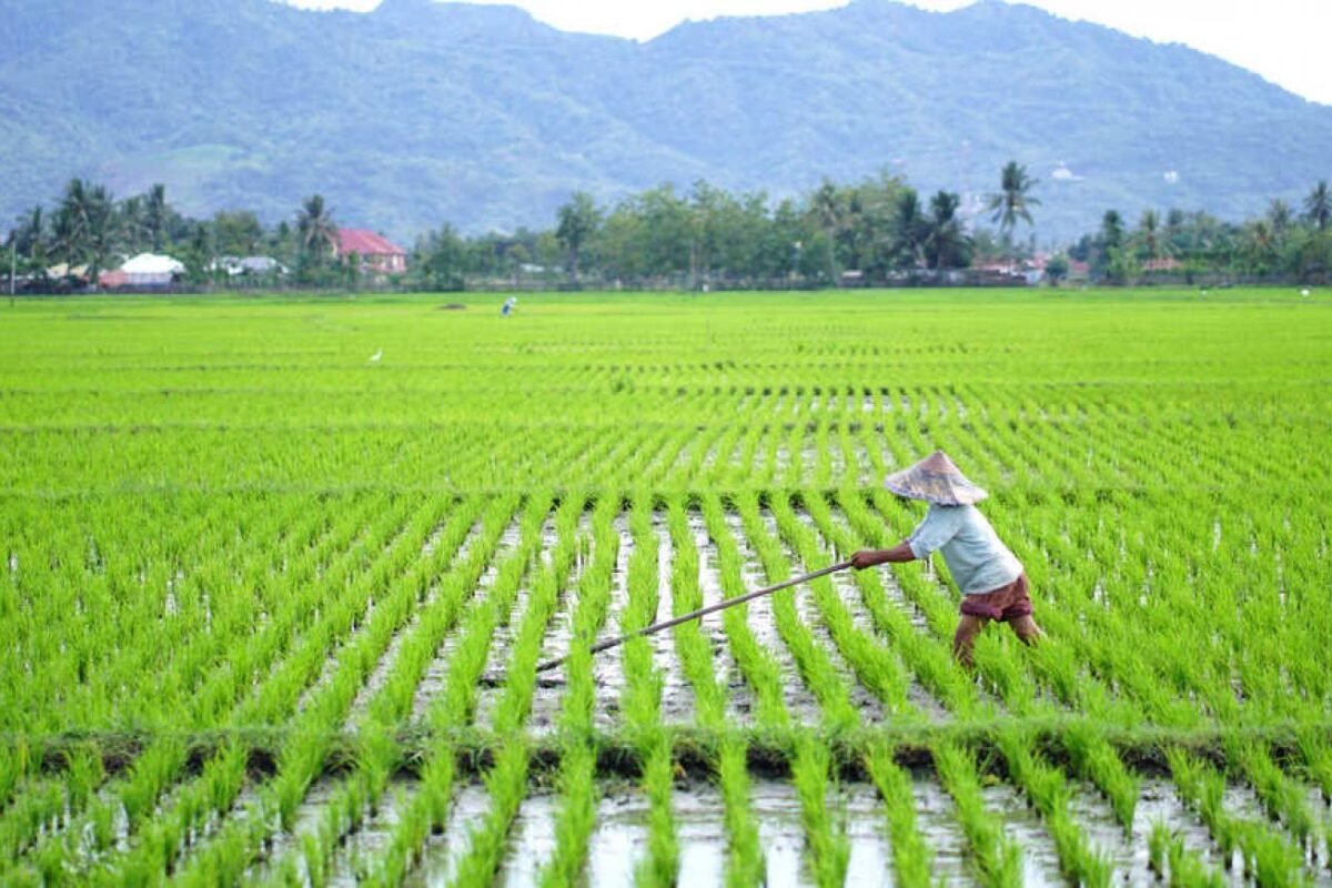 Alokasi Anggaran Cetak Sawah Capai Rp15,5 T, PKS: Harus Berdampak pada Produksi Pangan Nasional