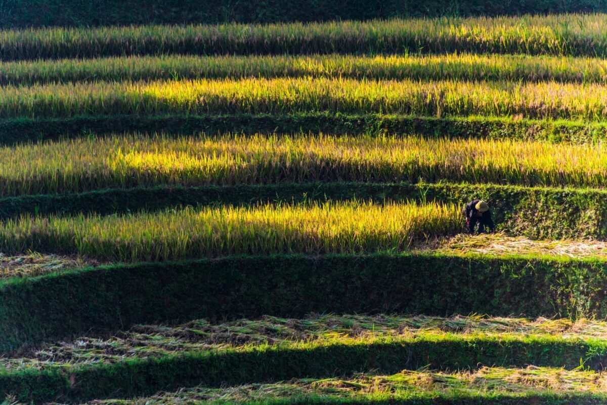 Alih Fungsi Sawah 554 Ribu Ha, DPR Ubah Konsep Swasembada RI