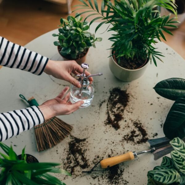 Tanaman Estetis Jadi Pilihan Efektif Memperindah Hunian