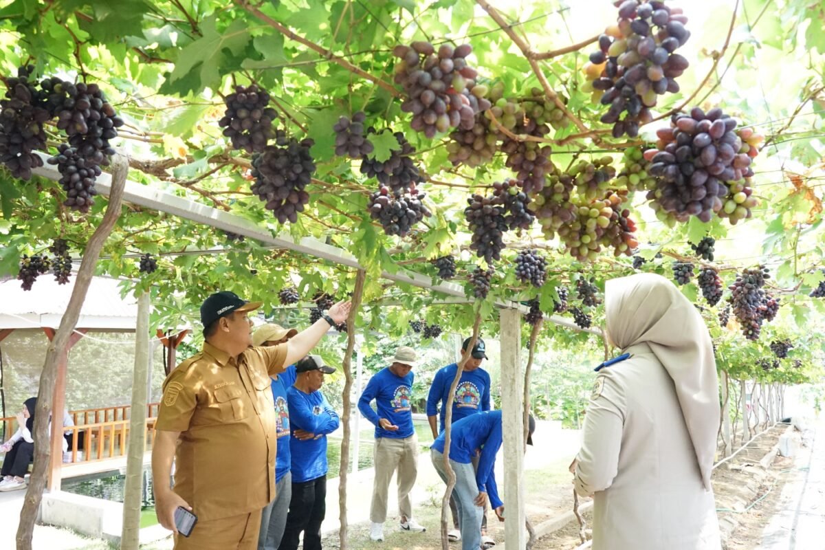 Jadi Kawasan Agrowisata Favorit Kota Palu, Kebun Anggur Duyu Bangkit Bukti Kerja GTRA